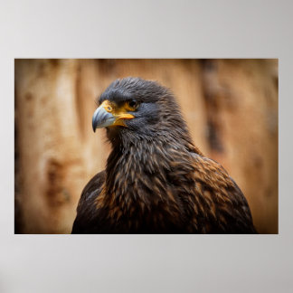 Buzzard Poster