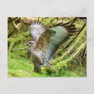Buzzard Stretching Wings Postcard
