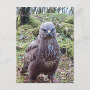 Buzzard With Attitude Postcard