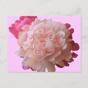 BV- Pink Peony Postcard