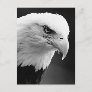 BW Bald Eagle Postcard