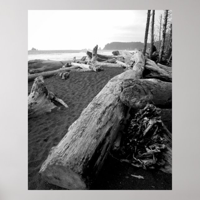 bw driftwood 2 poster (Front)