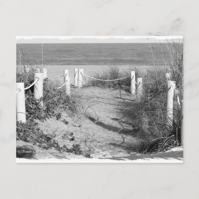 BW Fort Pierce, Florida beach walk dune roped off Postcard (Front)