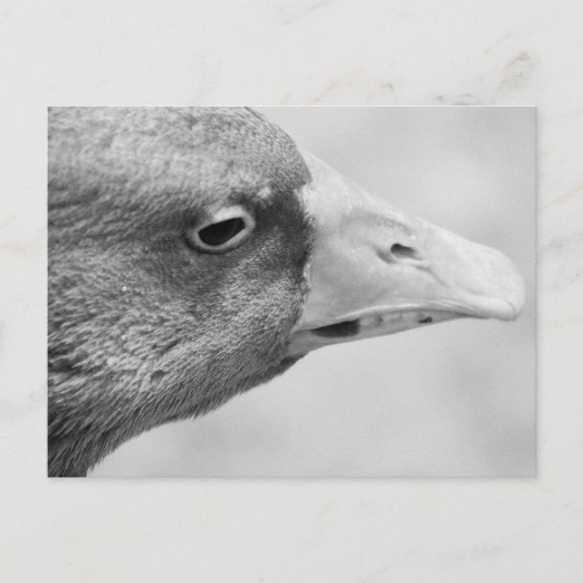 BW Goose Postcard (Front)
