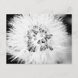 bw * postcard