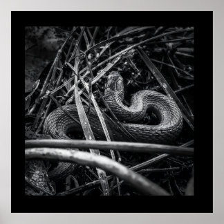 BW Snake Coiled in Grass Poster Print 