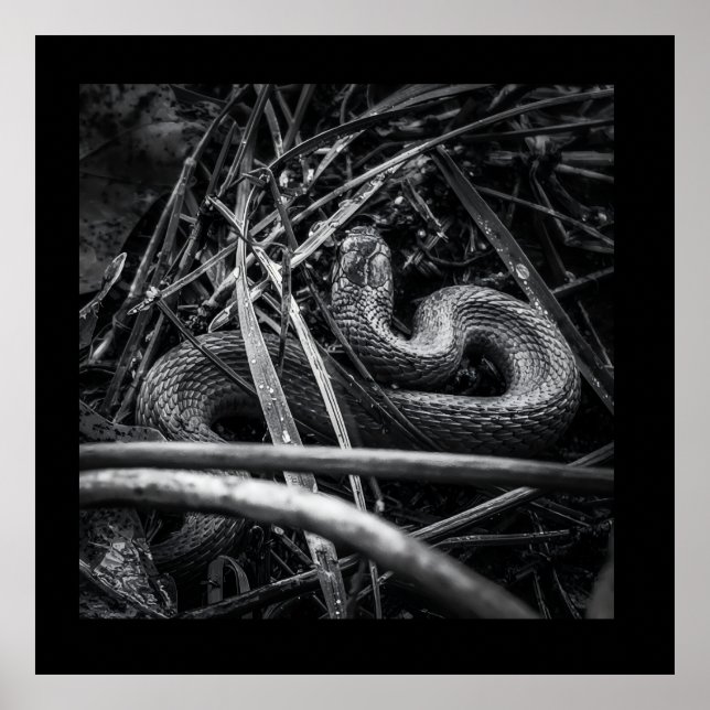 BW Snake Coiled in Grass Poster Print  (Front)