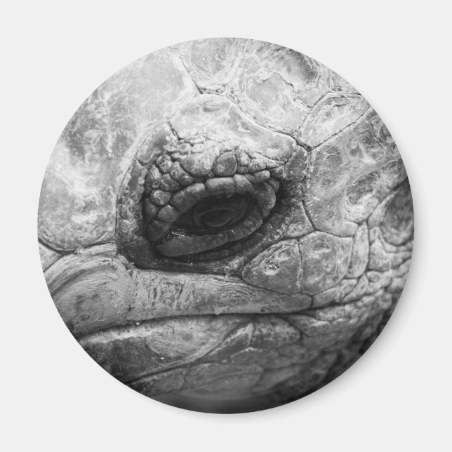 BW Tortoise Magnet (Front)