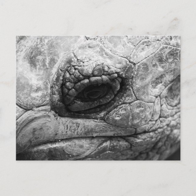 BW Tortoise Postcard (Front)