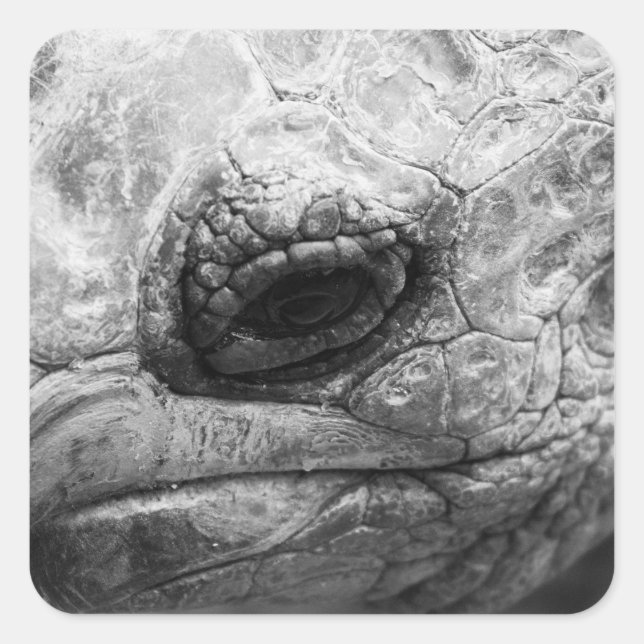 BW Tortoise Square Sticker (Front)