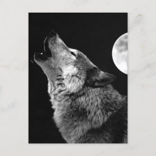 BW Wolf Howling at Moon Holiday Postcard