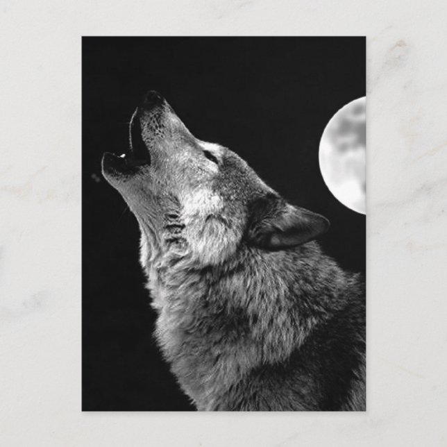 BW Wolf Howling at Moon Postcard (Front)