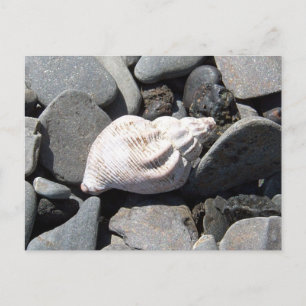 By The Seashore Postcard