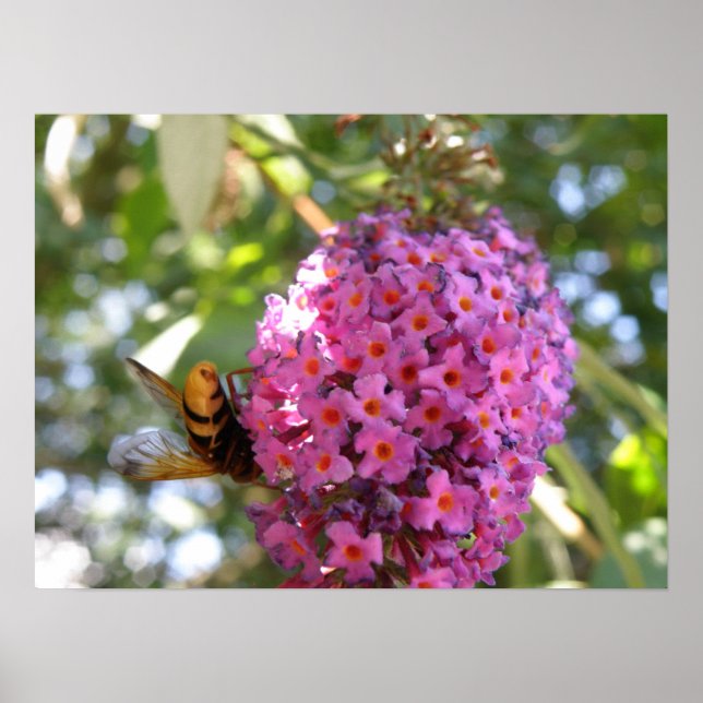 Bye Bye Hoverfly Print (Front)