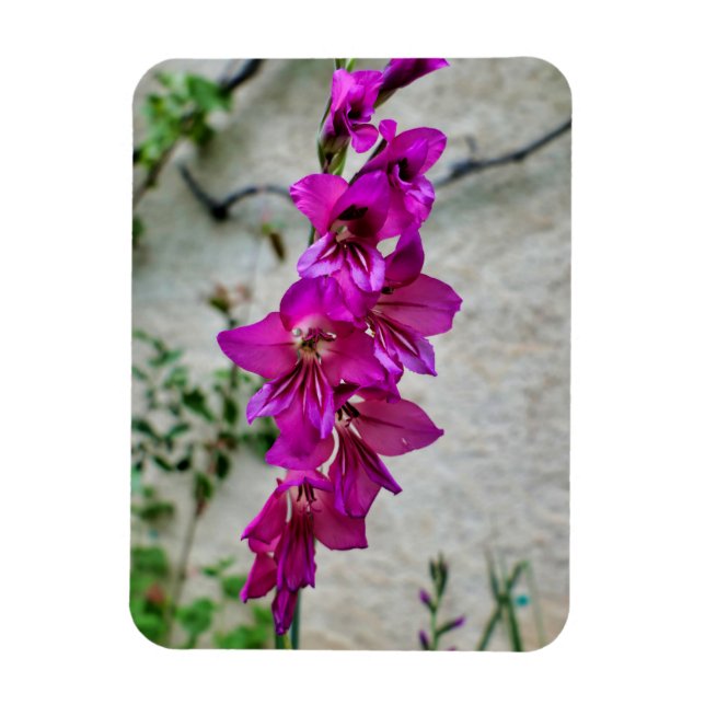Byzantine Gladiolus Magnet (Vertical)