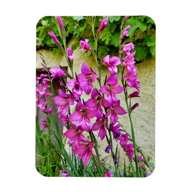 Byzantine Gladiolus Magnet (Vertical)