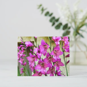 Byzantine Gladiolus Postcard