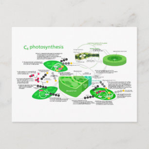 C4 Photosynthesis Diagram Leaf Plant Postcard