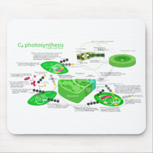 C4 Photosynthesis Diagram Mouse Pad