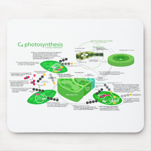 C4 Photosynthesis Diagram Mouse Pad (Front)