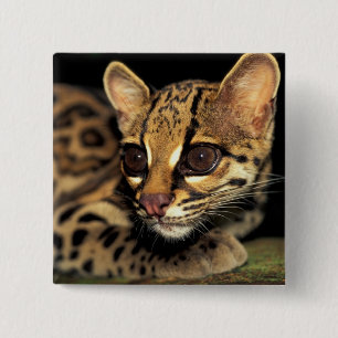 CA, Central Panama, Soberania NP, Margay 2 15 Cm Square Badge