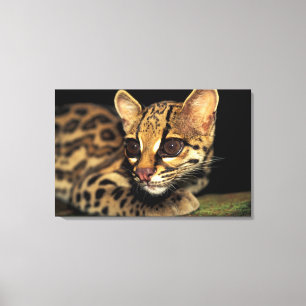 CA, Central Panama, Soberania NP, Margay 2 Canvas Print