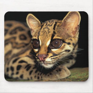 CA, Central Panama, Soberania NP, Margay 2 Mouse Pad