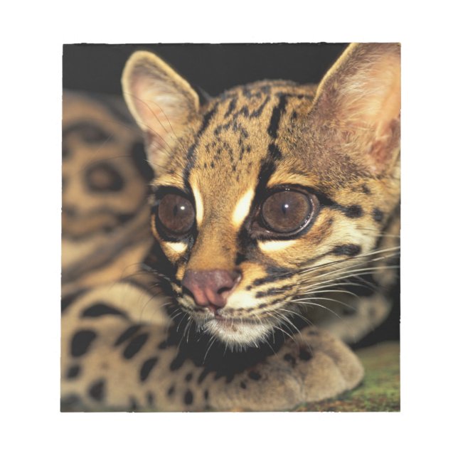 CA, Central Panama, Soberania NP, Margay 2 Notepad (Front)