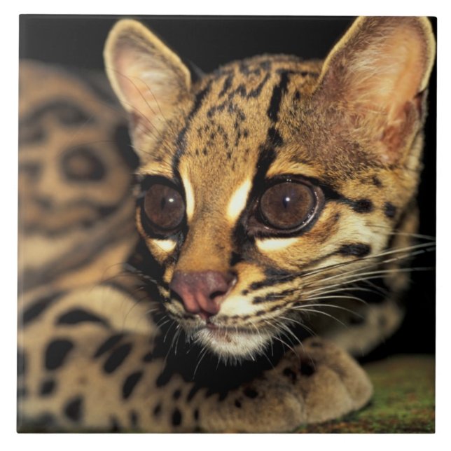 CA, Central Panama, Soberania NP, Margay 2 Tile (Front)