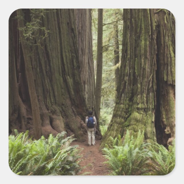 CA, Jedediah Smith Redwoods State Park, Square Sticker (Front)