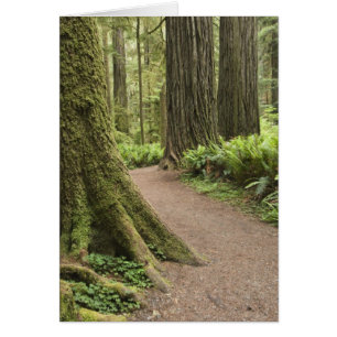 CA, Jedediah Smith State Park, Simpson-Reed