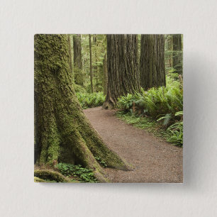 CA, Jedediah Smith State Park, Simpson-Reed 15 Cm Square Badge