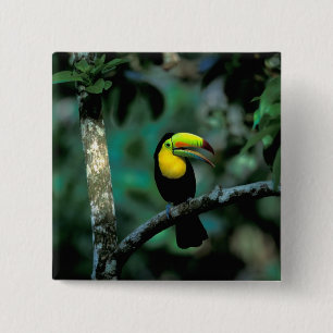 CA, Panama, Soberania NP, Keel-billed Tuccan 15 Cm Square Badge