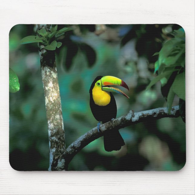 CA, Panama, Soberania NP, Keel-billed Tuccan Mouse Pad (Front)