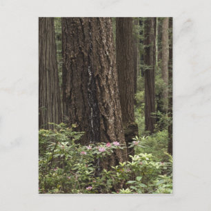 CA, Prairie Creek State Park, Coast Postcard