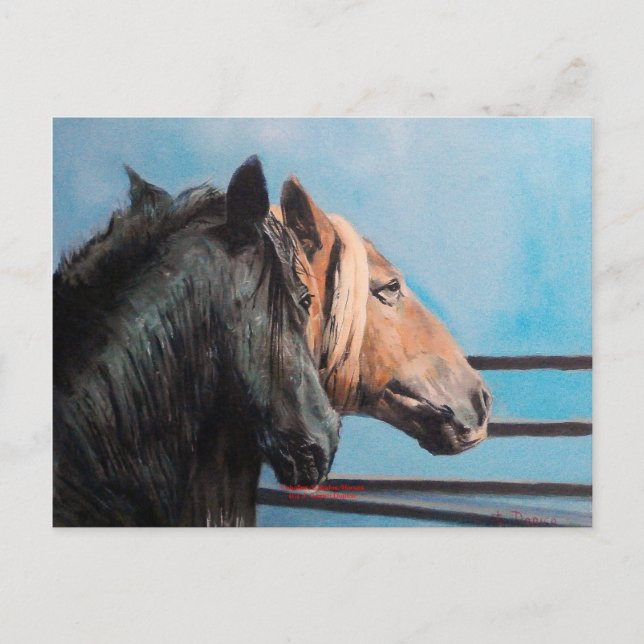 Caballos/Cabalos/Horses Postcard (Front)