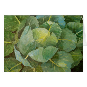Cabbage