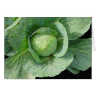 Cabbage