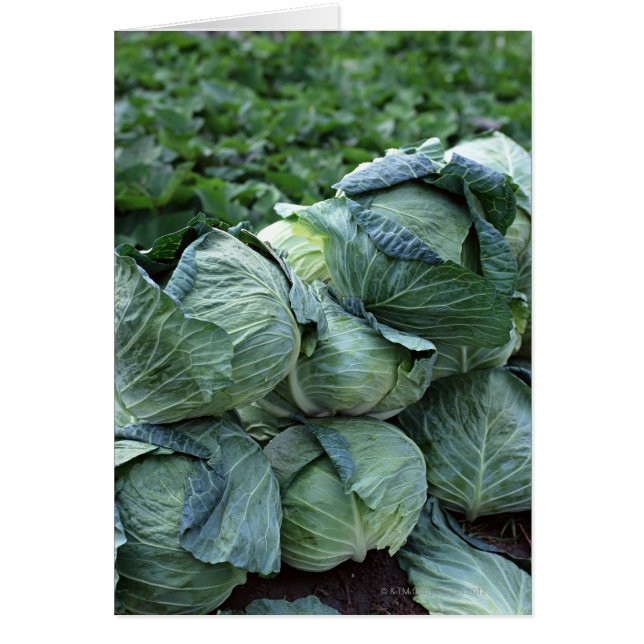 Cabbage (Front)