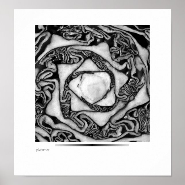 cabbage, black and white poster (Front)