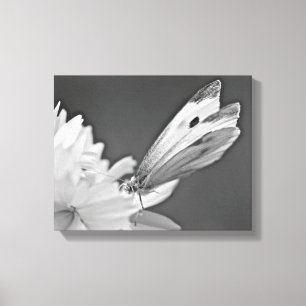 Cabbage Butterfly On Cosmos In Black and White Canvas Print