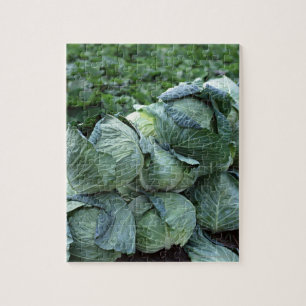 Cabbage Jigsaw Puzzle