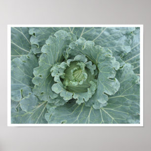 Cabbage Leaves, Cabbage Plant Top Poster