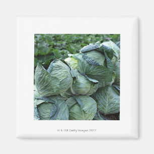 Cabbage Magnet