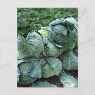 Cabbage Postcard