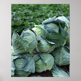 Cabbage Poster