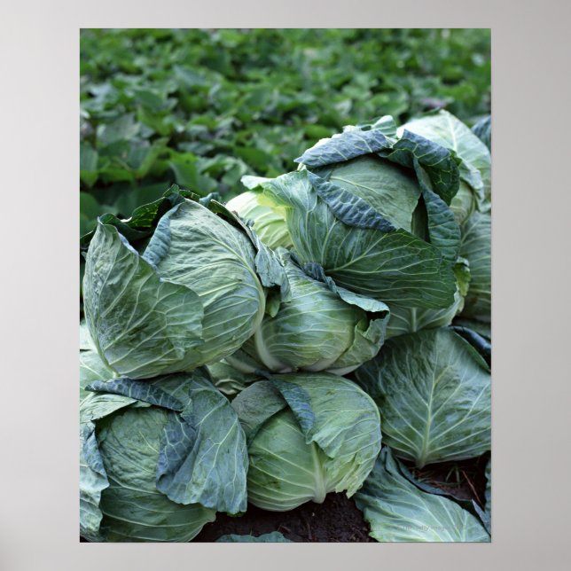 Cabbage Poster (Front)