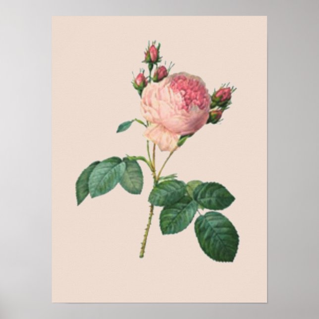 Cabbage Rose Botanical Poster (Front)