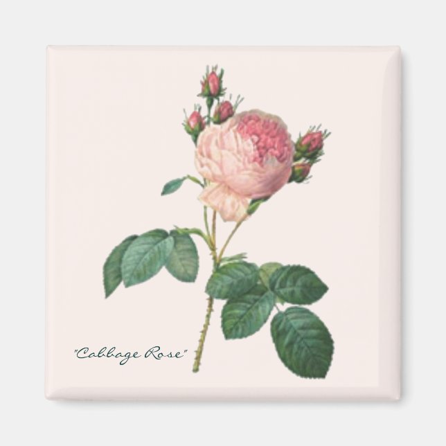 Cabbage Rose Botanical Print Magnet (Front)