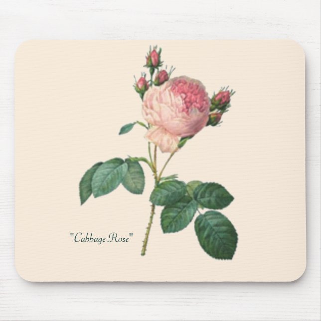 Cabbage Rose Botanical Print Mouse Pad (Front)